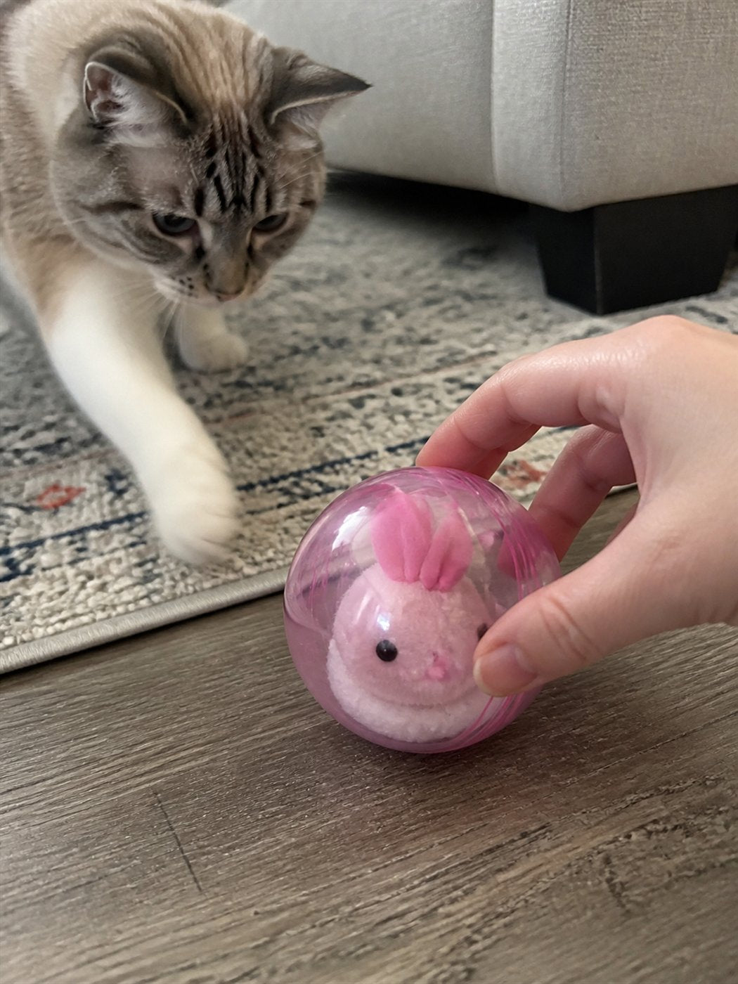 Customer cat reaching for the pink self-rolling cat ball