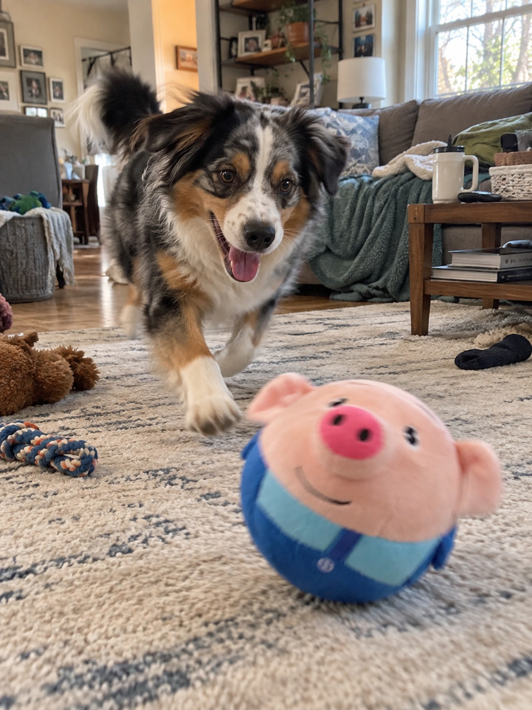Customer dog chasing bouncing pig toy