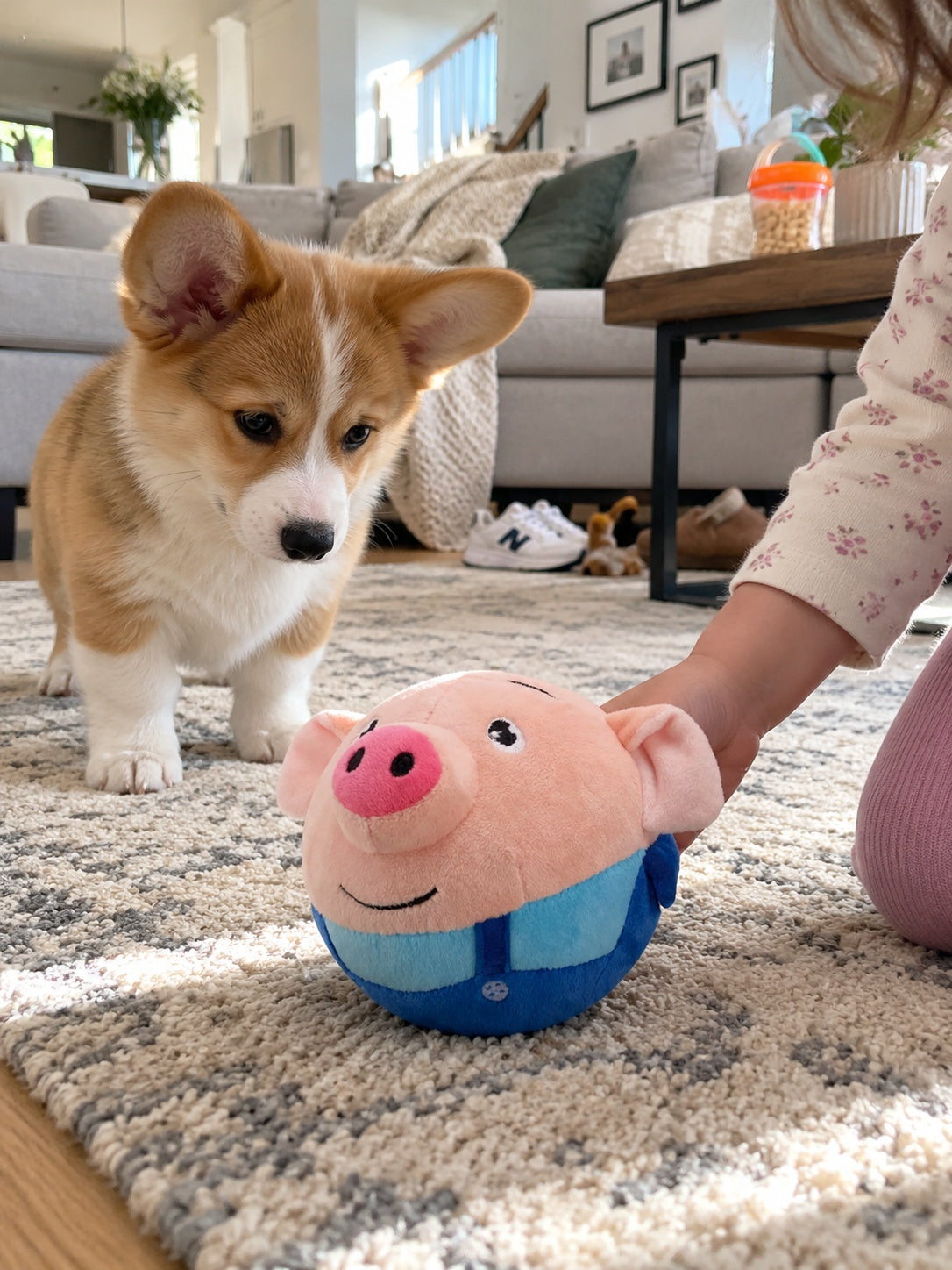 Customer puppy introduced to bouncing pig toy