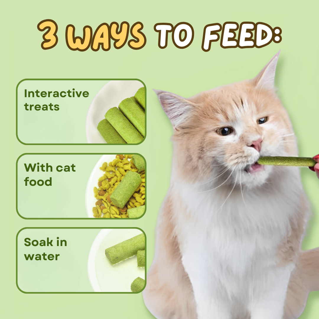 CAT GRASS TEETHING STICK 🐱 🌿 A Tasty Cat-Grass Chew for Treating, Chewing & Play