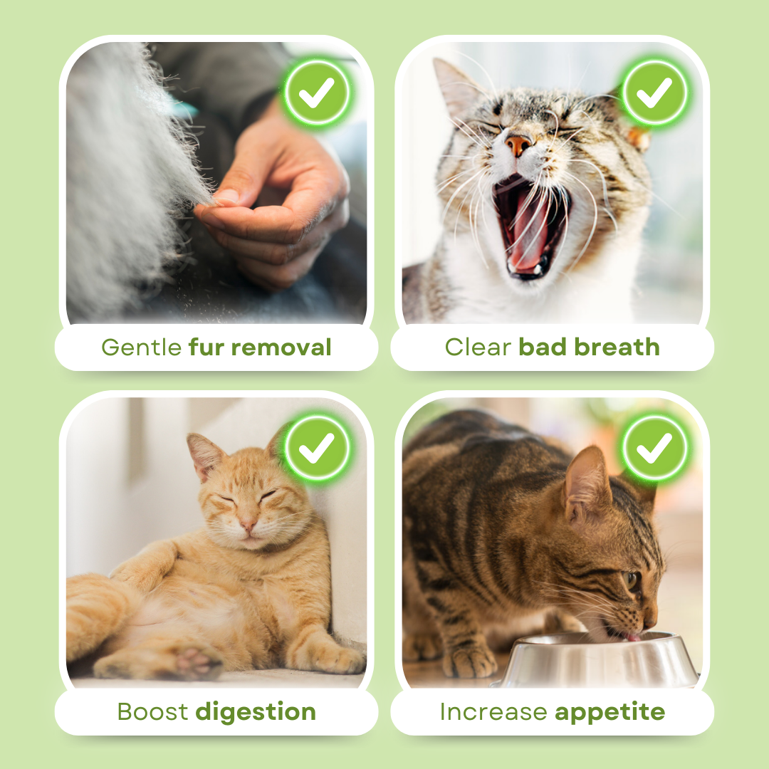 CAT GRASS TEETHING STICK 🐱 🌿 A Tasty Cat-Grass Chew for Treating, Chewing & Play
