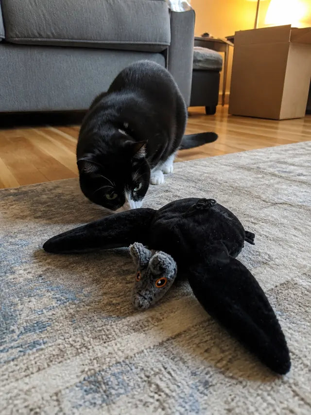 Customer review photo 02 showing flapping bat pet toy in a real home