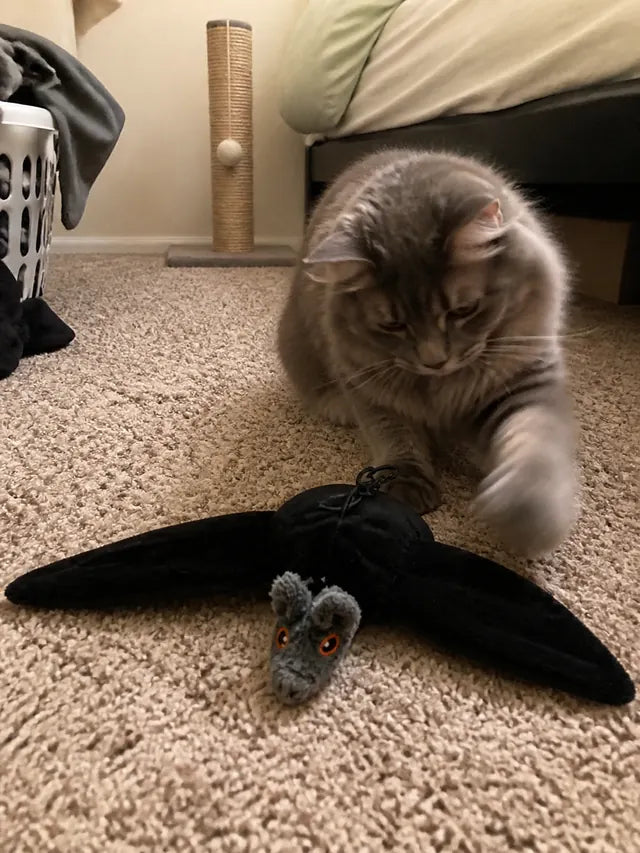 Customer review photo 04 showing flapping bat pet toy in a real home
