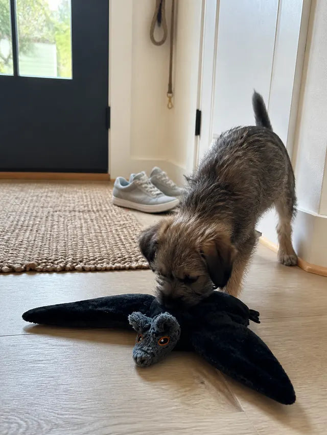 Customer review photo 05 showing flapping bat pet toy in a real home