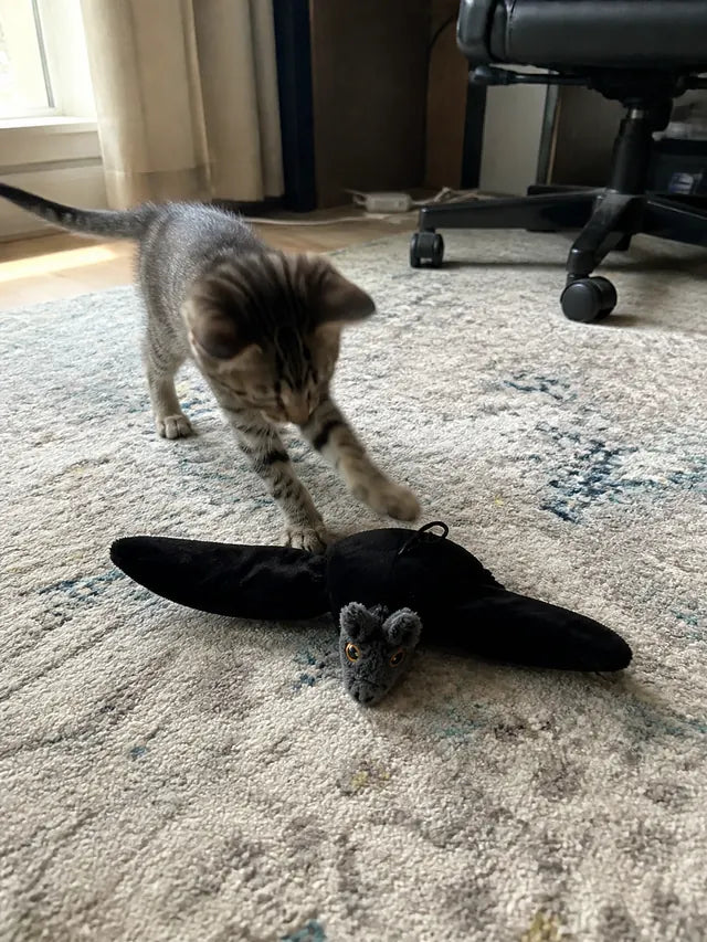 Customer review photo 07 showing flapping bat pet toy in a real home