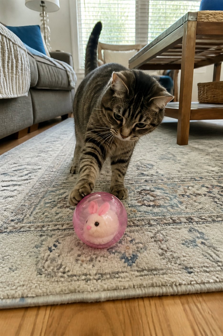 Customer cat pawing at the pink self-rolling cat ball on a rug