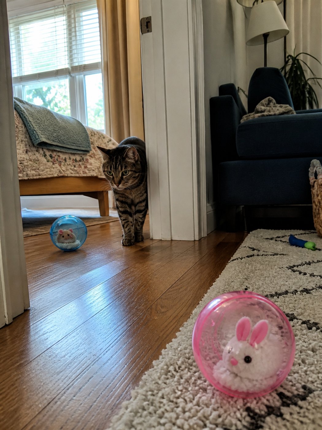 Customer cat watching blue and pink self-rolling cat balls indoors