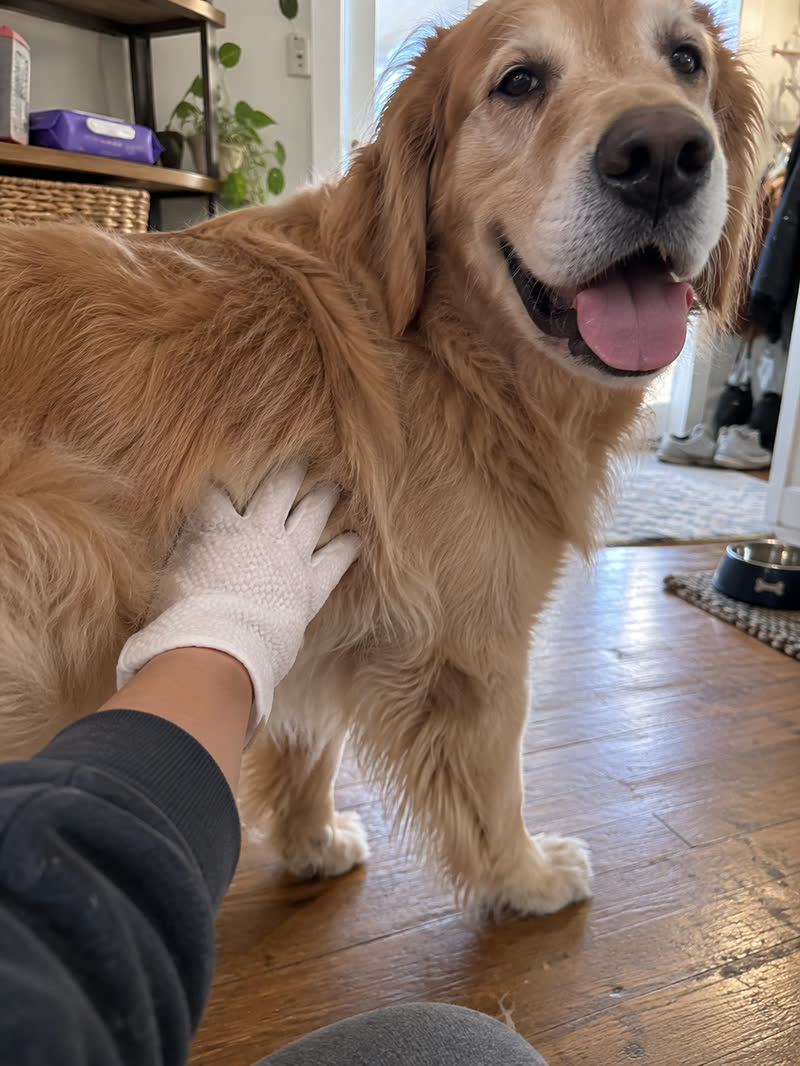 Customer using HICC PET glove wipes — review 04