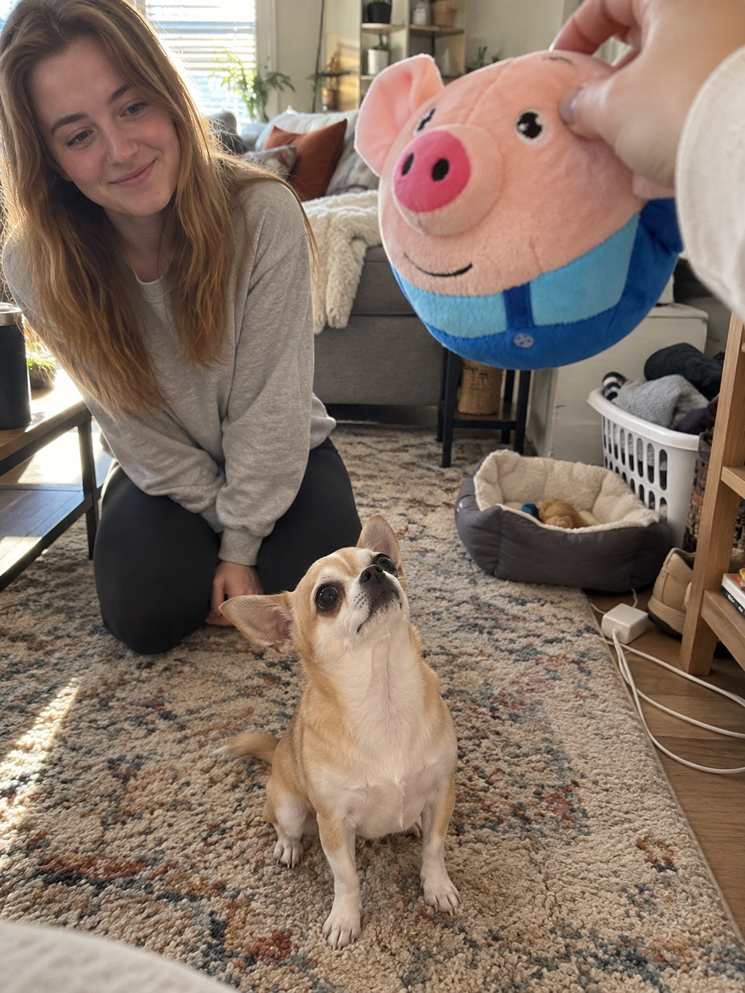 Customer photo with dog watching bouncing pig toy