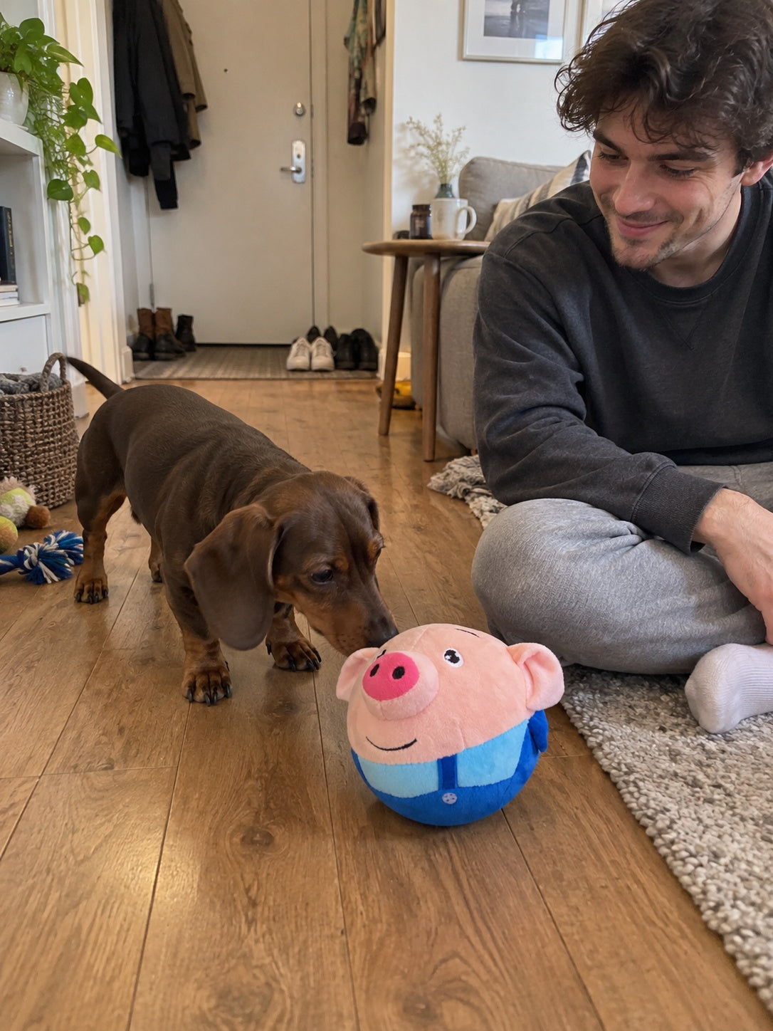 Customer dog sniffing bouncing pig toy