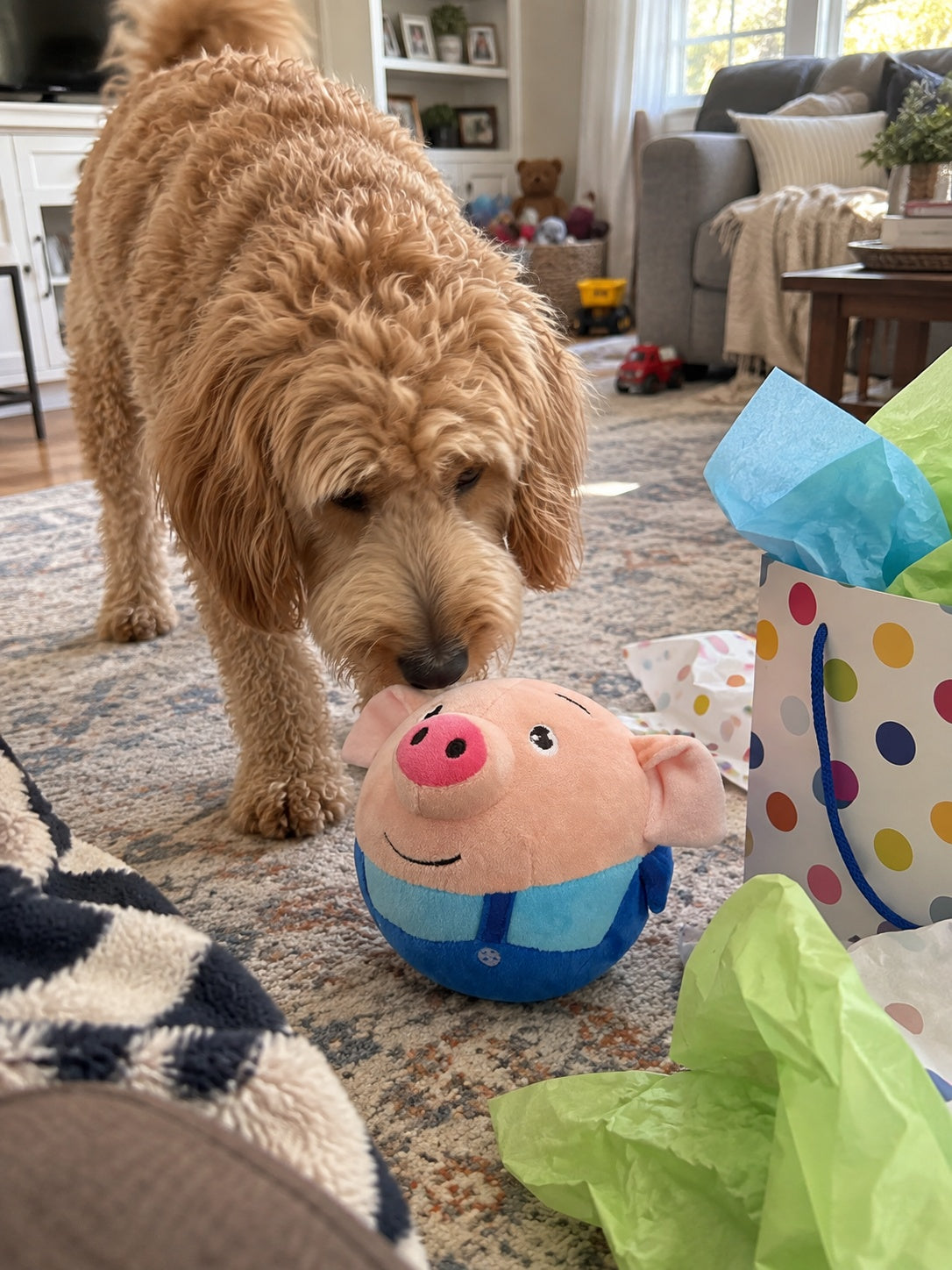 Customer dog discovering bouncing pig toy as a gift