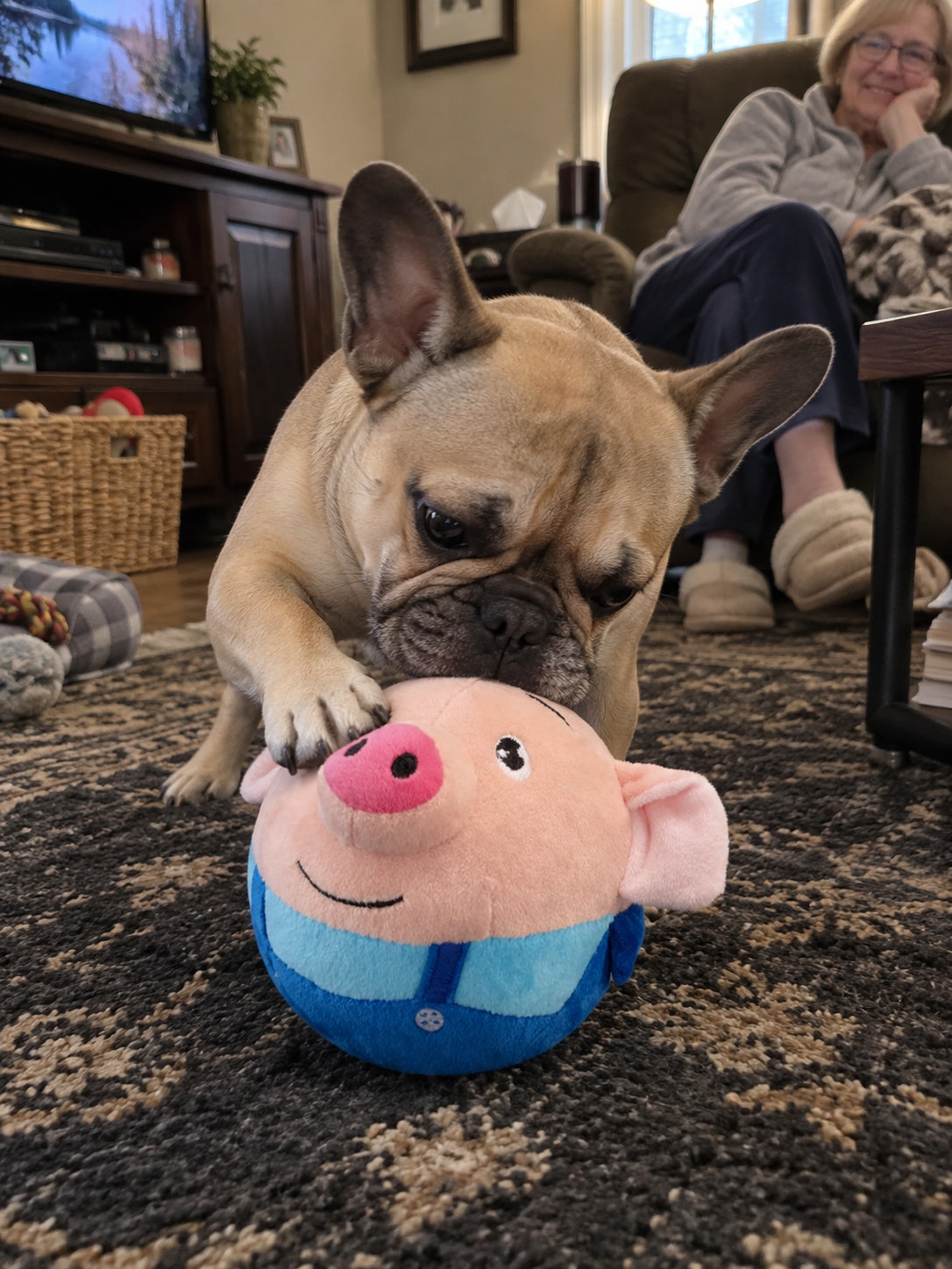 Customer dog playing with bouncing pig toy